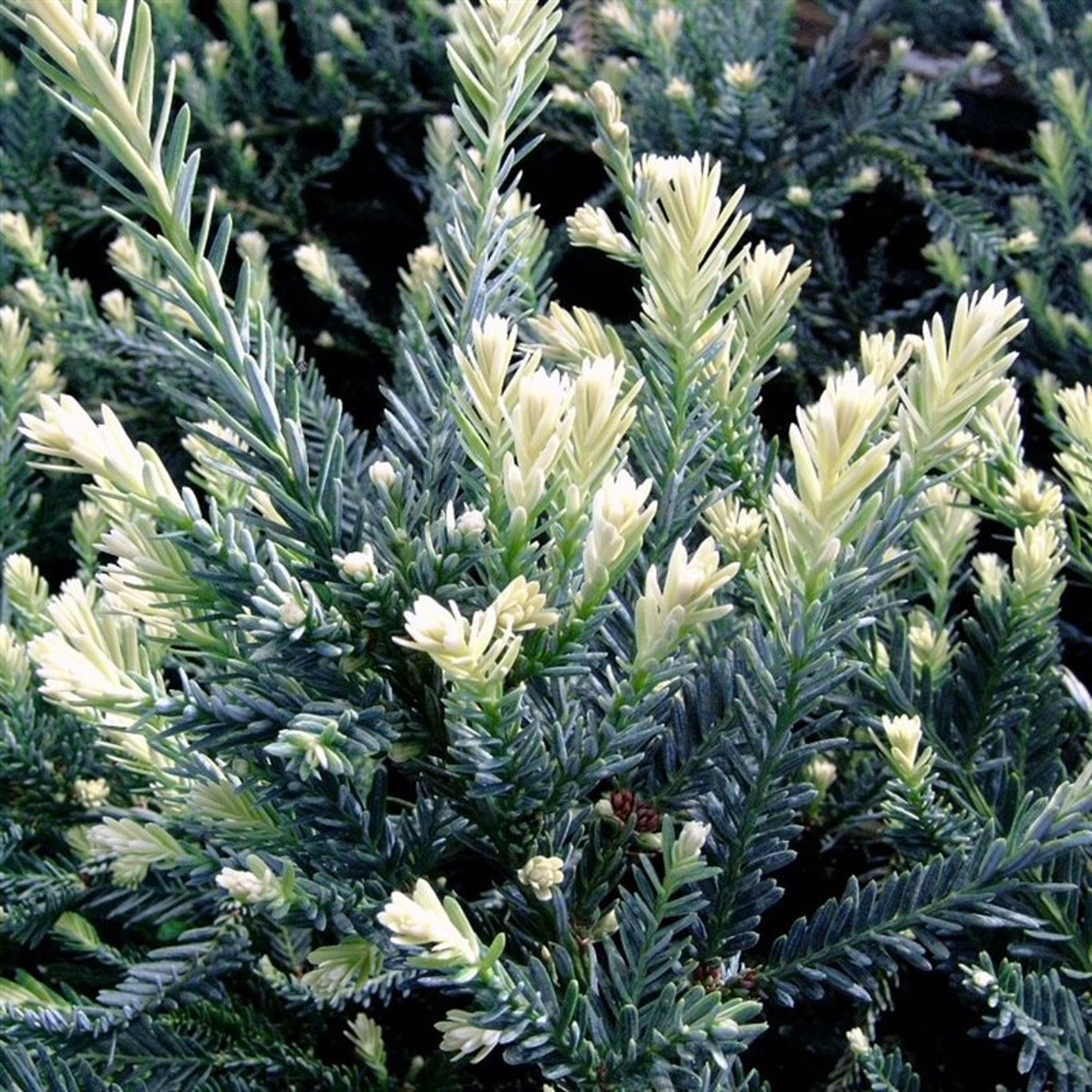 Sequoia s. 'Adpressa' - C3 25-30 CM